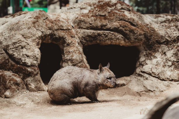 Awesome Patagonian Mara