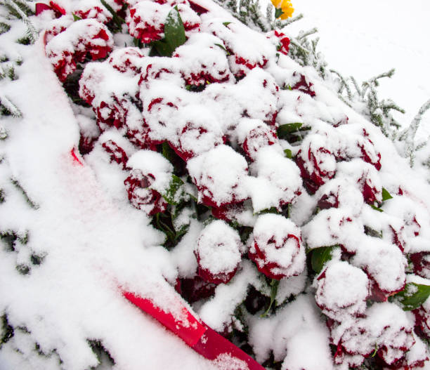roses in the snow at the grave monument
