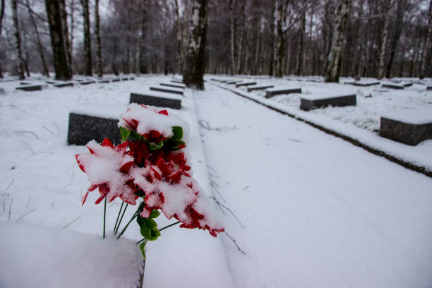 roses in the snow at the grave monument