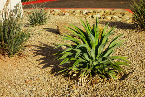istock Agave Succulent in Desert Style Xeriscaping 2197333581