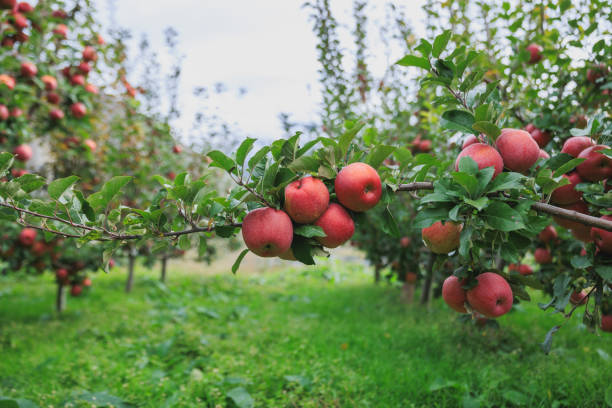 istock Red apples grow on tree in garden 2197334509