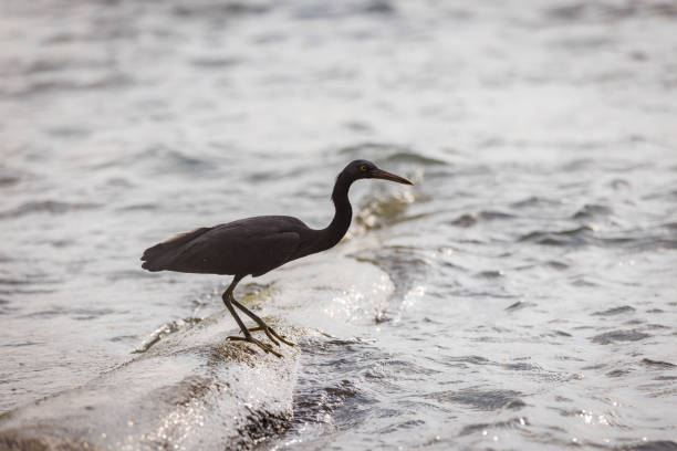 Pacific reef dark heron is hunting on the Ocean.Phuket Island - Thailand.