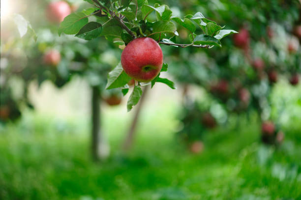 istock Red apples grow on tree in sunshine 2197336934