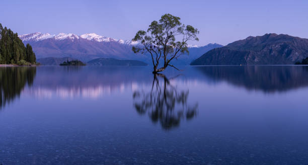 istock Wanaka Tree, New Zealand 2197337028