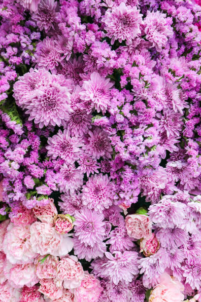 istock Purple flowers for the background 2197337291