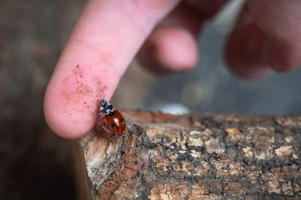 A ladybug lands on my finger with the intention of climbing on it. The finger is stained, because I have rested it on the wooden trunk.
