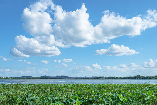 Wetland riverbank and sunny blue sky copy space scene
