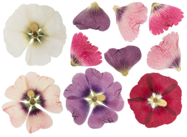 istock Pressed and dried flower mallow (malva), isolated on white background. For use in scrapbooking, floristry or herbarium. 2197341739