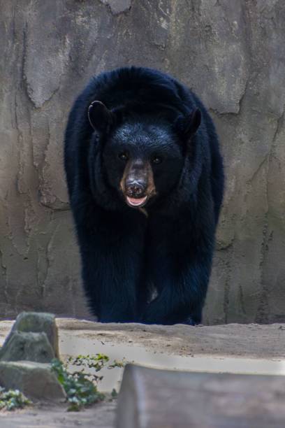 istock Black bear in zoo enclosure 2197342720
