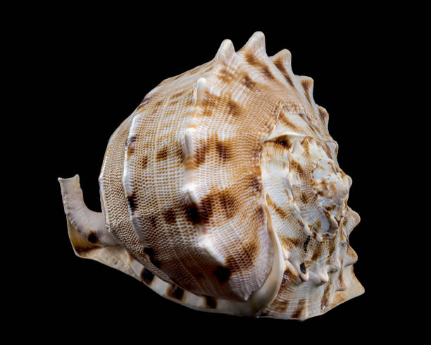istock Cassis cornuta, or horned helmet shell on black background 2197342928
