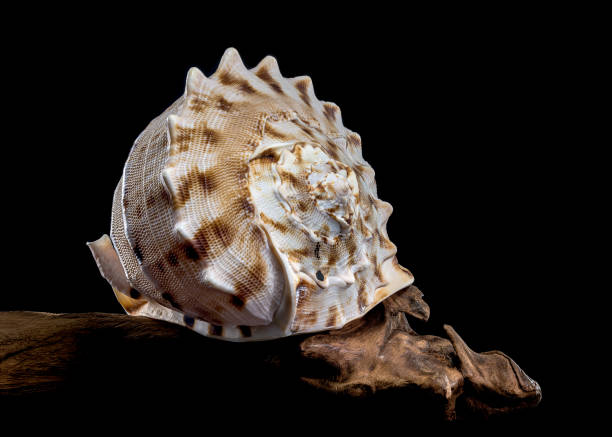 istock Cassis cornuta, or horned helmet shell on black background 2197342943