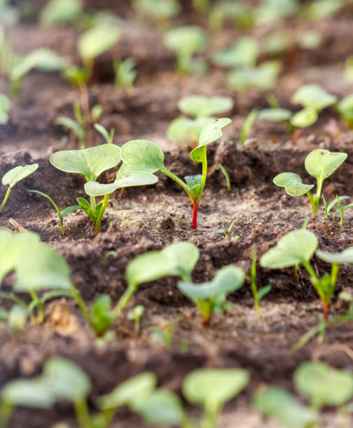 istock A field of green plants with red stems 2197343071