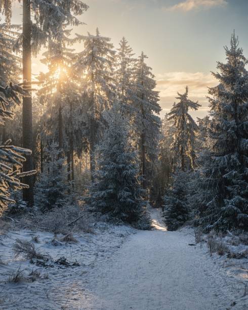 istock Serene winter forest with sunlit snow-covered trees. 2197343195