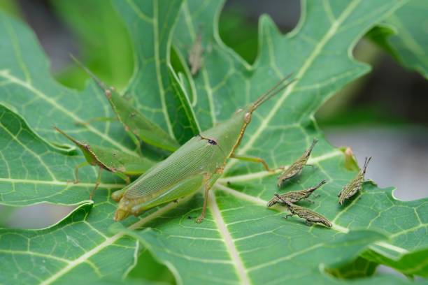 istock A Family of Grasshoppers 2197344069