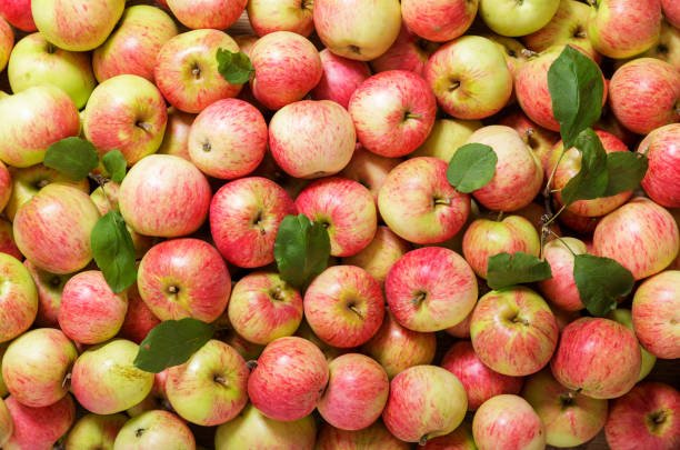 istock fresh red apples with leaves as background, top view 2197344223