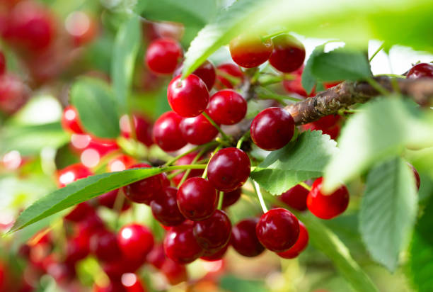 istock Fresh ripe sour cherries hanging on tree in garden 2197344233