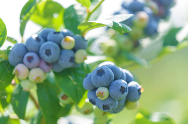 istock Ripe blueberry on a bush in a garden 2197344240