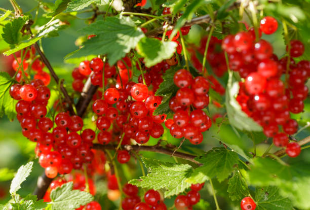istock Ripe red currant hanging on bush in garden 2197344253