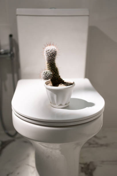 istock Prickly plants stand on the toilet lid 2197344315