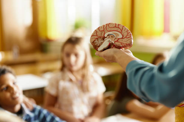 Explaining the anatomy of human brain to elementary students!