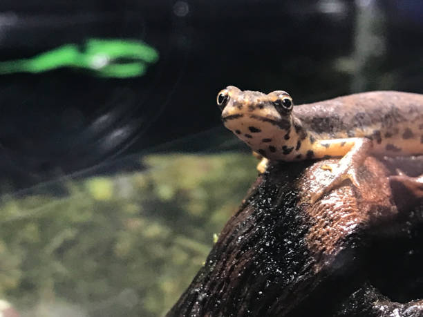 istock Lizard in a terrarium funny big eyes 2197346169