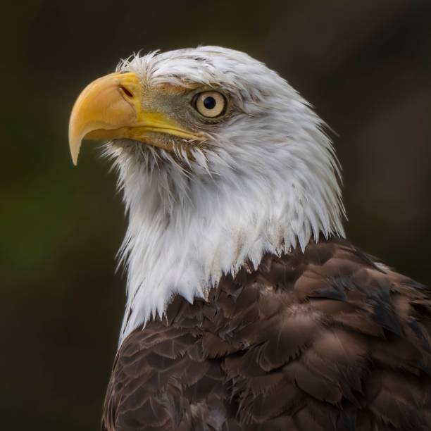 istock Close-up of a majestic bald eagle. 2197346201