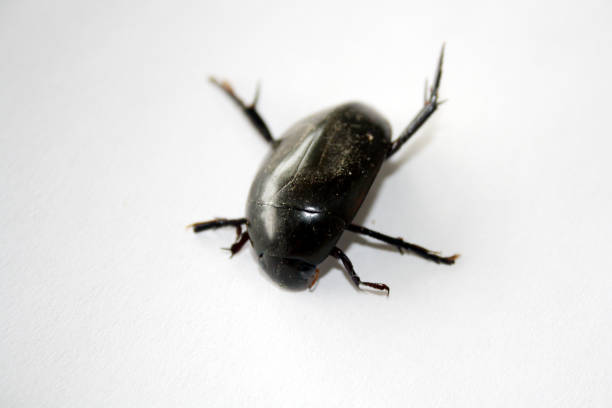 Giant black water beetle (Hydrophilus triangularis) is a large aquatic-dwelling beetle. Commonly seen across the continental US it needs fresh water to reproduce, and prefer to dwell in large, deep ponds. They scavenge on decaying plant material and detritus in fresh bodies of water. In addition to scavenging plant material, adults also prey on smaller aquatic insects, small fish, and snails. These beetles have a characteristic all black or brown-black elongated and narrow body. It usually grows up to 40 mm.