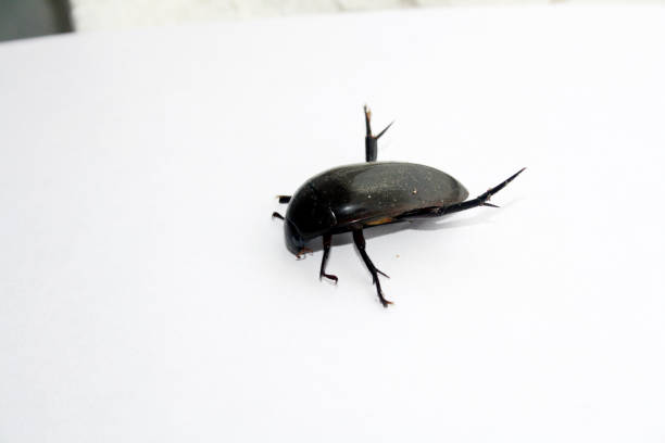 Black beetle in forest