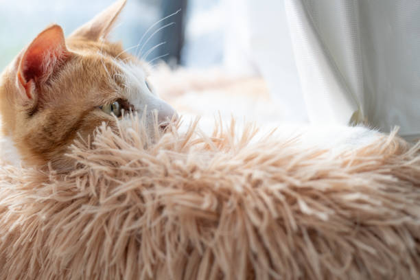 istock Cute cat relaxing by the window 2197347880