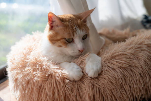 istock Cute cat relaxing by the window 2197347907
