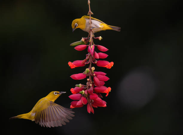 istock Indian white eye birds sucking nectar 2197347995