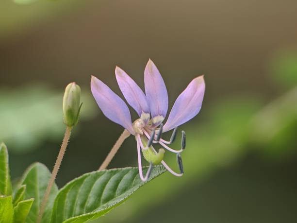 istock Maman Lanang flower (Cleome rutidosperma) with blurred background 2197348409
