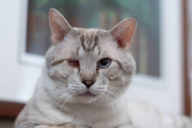 Cute cat relaxing in a cushion
