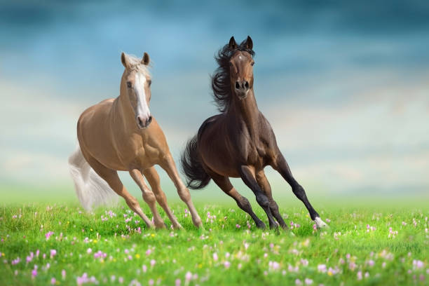 istock Palomino and bay horse with long mane  run 2197349124
