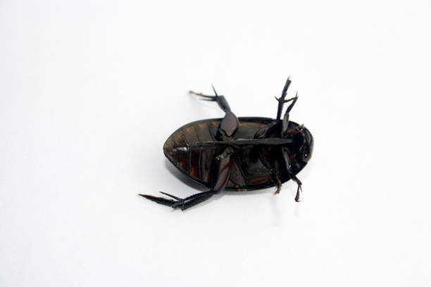 istock View of Giant black water beetle (Hydrophilus triangularis) from lower side (ventral view). 2197349803