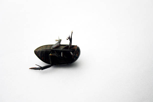 istock View of Giant black water beetle (Hydrophilus triangularis) from lower side (ventral view). 2197349807