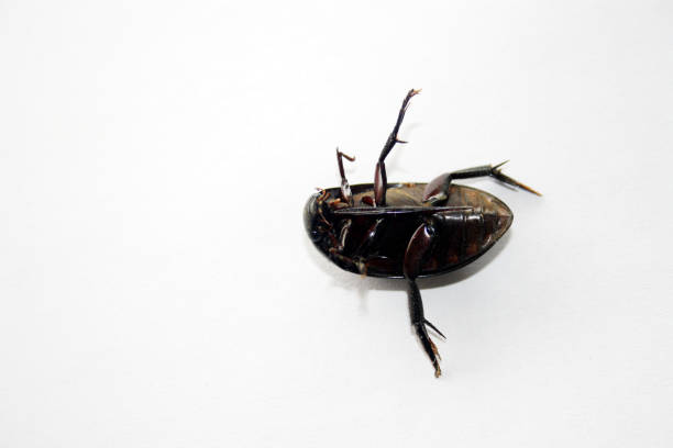Giant black water beetle (Hydrophilus triangularis) is a large aquatic-dwelling beetle. Commonly seen across the continental US it needs fresh water to reproduce, and prefer to dwell in large, deep ponds. They scavenge on decaying plant material and detritus in fresh bodies of water. In addition to scavenging plant material, adults also prey on smaller aquatic insects, small fish, and snails. These beetles have a characteristic all black or brown-black elongated and narrow body. It usually grows up to 40 mm.