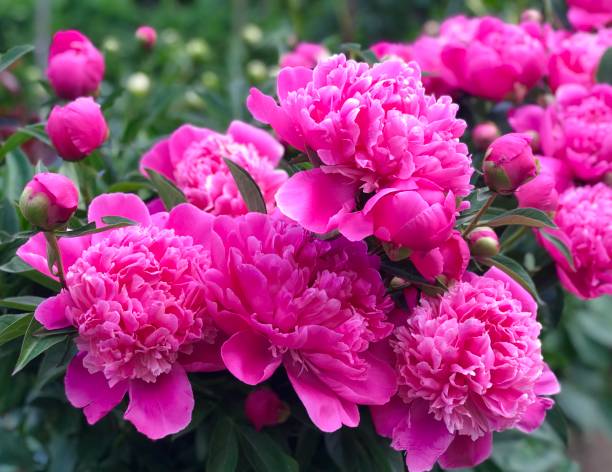 istock Abstract bright pink peony flowers background. 2197350980
