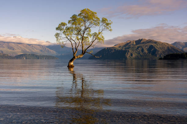 istock That Wanaka Tree in Tranquil Lake Wanaka, New Zealand 2197351508