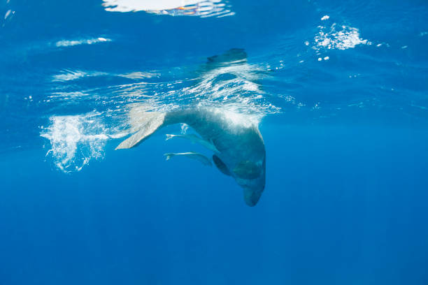 Dugong  Underwater photo  Sea life,  Marsa Alam,  Red Sea, Egypt