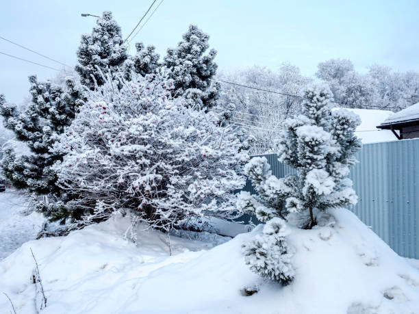 winter landscape with a trees covered with snow and frost on a frosty morning