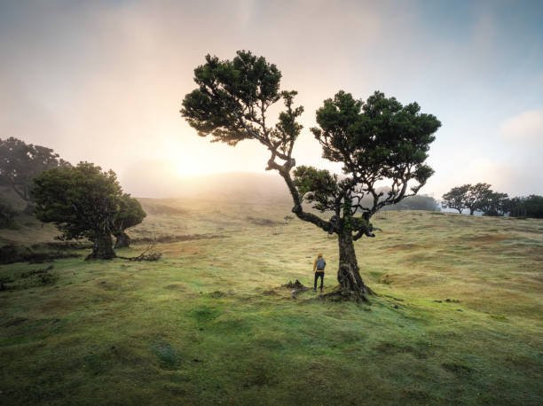 istock Sunrise In Fanal, Madeira 2197354666