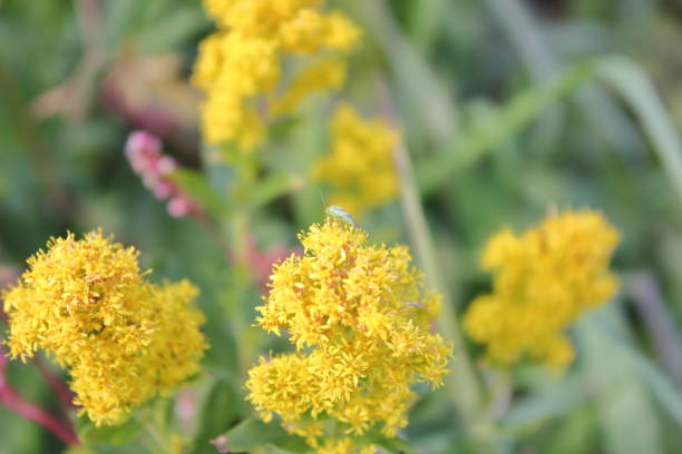 istock A yellow flower with a relaxing effect. 2197355760