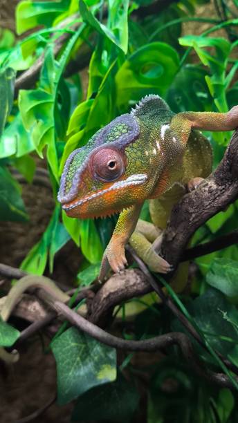 istock The lizards are kept in a glass tank. 2197356668