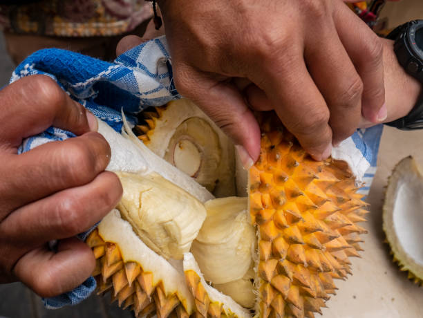 istock Manual opening of durian using hands, thick flesh is come out 2197357486