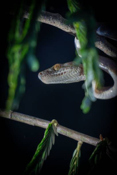 istock Snake coiled on branch with green foliage. 2197360388