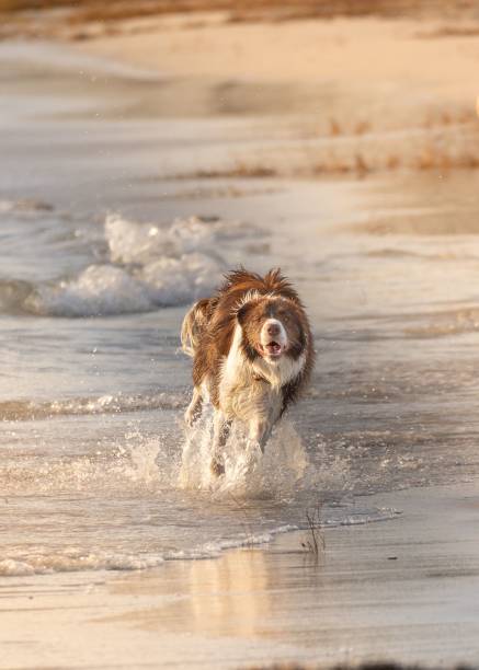 A joyful dog running through the shallow water on a sandy beach during sunset.