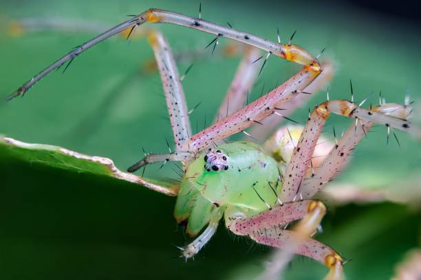 istock A close-up of a green lynx spider on a leaf. 2197360756