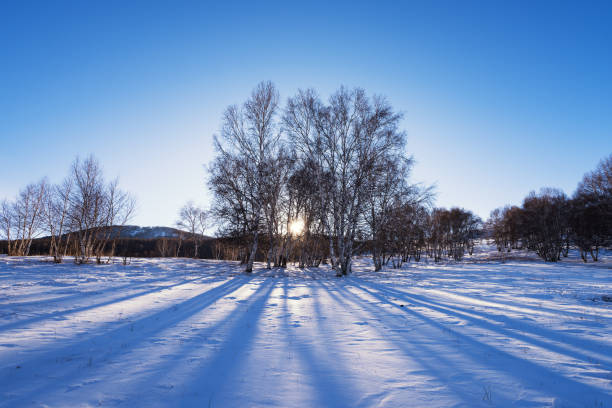 Path in the winter forest