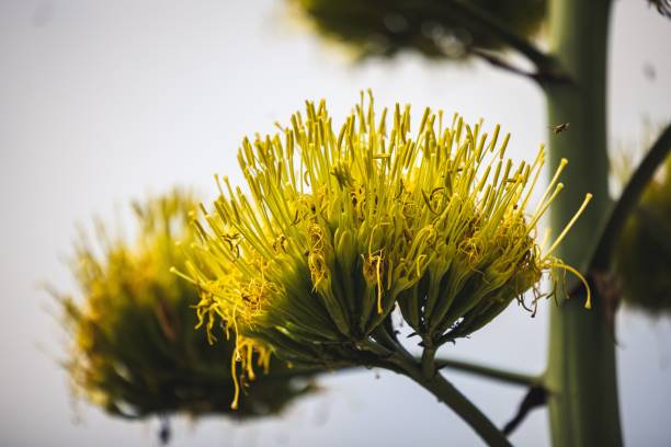 Close-up of a vibrant yellow agave flower with a soft focus background, capturing the intricate details and textures of the petals.